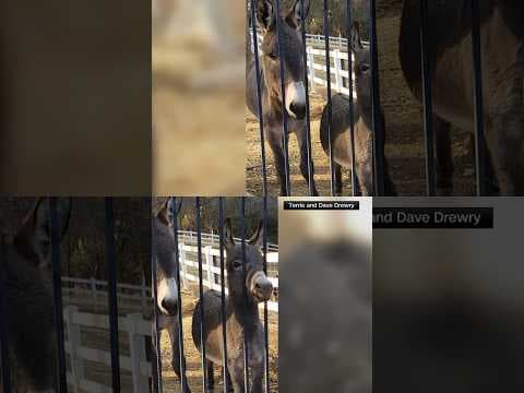 Missing Donkey Found Living With Herd of Elk