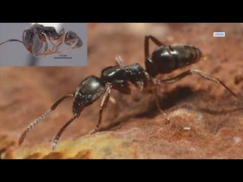 Invasive Asian needle ant is now in 17 states, including Texas