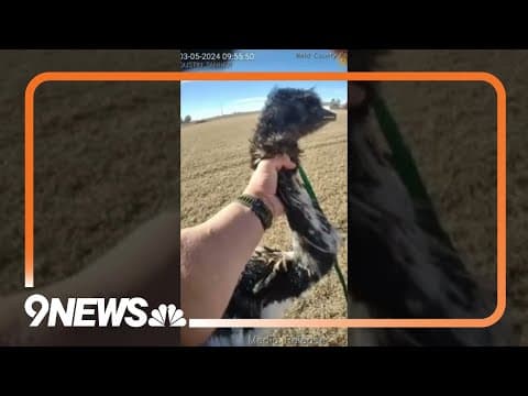 Body camera video shows deputy capture escaped emu