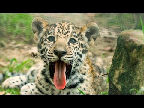 Houston Zoo’s jaguar cub Rojo steals hearts just in time for Valentine’s Day