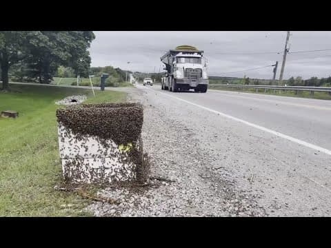 5 million bees fall off truck in Canada, drivers warned to keep windows shut