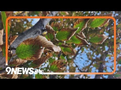 How to spot and care for trees with drought stress