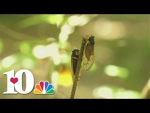 Where are the cicadas in East Tennessee?