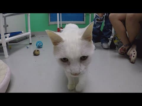 Animals displaced by Hurricane Milton on their way to Houston