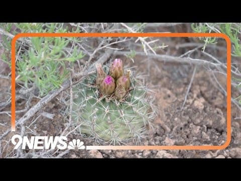 Colorado cactus removed from endangered species list