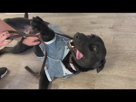 Four-legged crewmate to live aboard US Navy ship, boosting morale