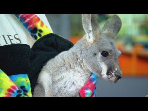 Twin Cities Harvest Festival opens for the fall season