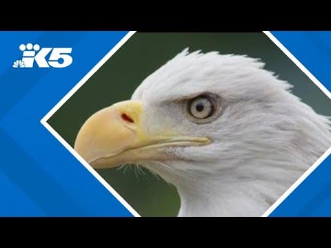 Rescued eagle at Point Defiance Zoo dies