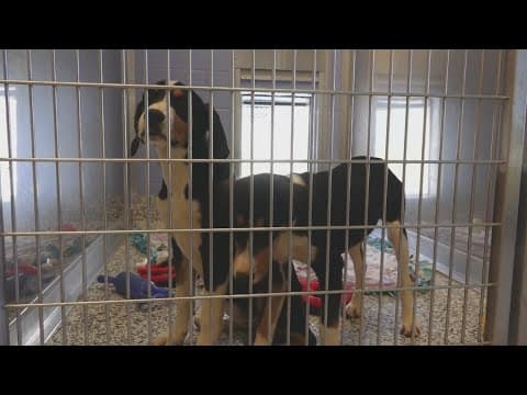 Dog adoption event planned to help make space in Monroe County animal shelter