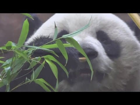Giant pandas make their public debut at the San Diego Zoo