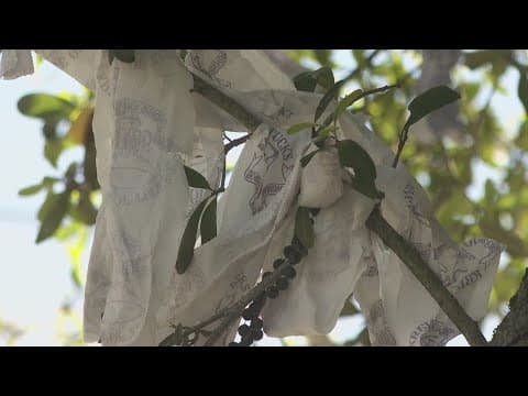 City bans toilet paper as Carnival throw but exception could be made for Tucks