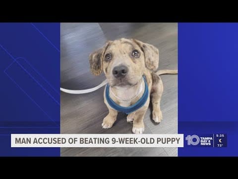 Police: Bradenton man arrested after beating 9-week-old puppy on camera