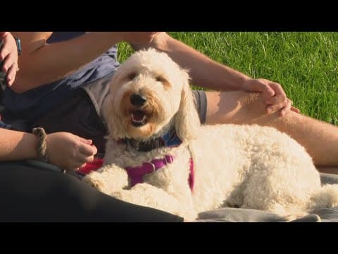 Dogs coming to Indianapolis Indians game for 'Bark in the Park'