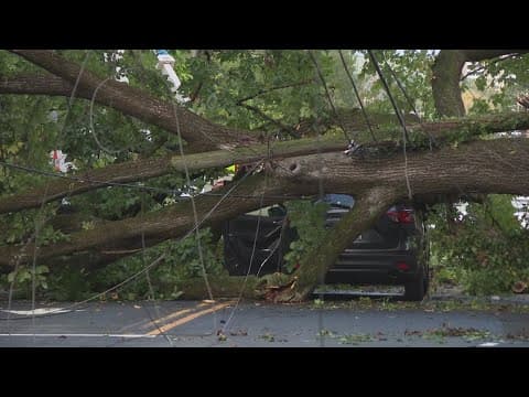Massive tree collapses onto car in DC, driver not hurt