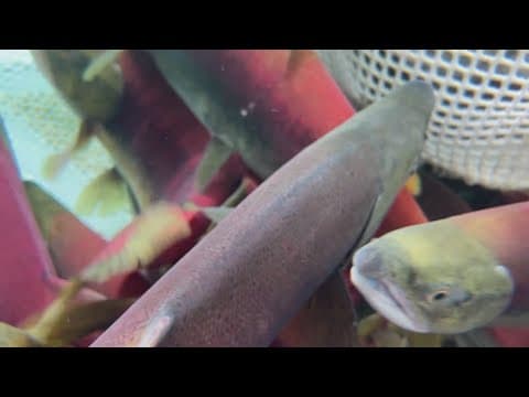 Washington's Baker River sockeye salmon run smashes record, despite hydroelectric dams