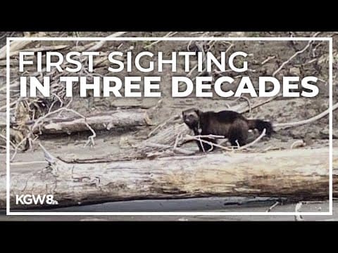 Wolverine spotted along Columbia River