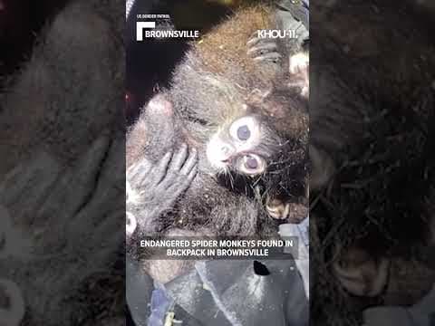 Endangered spider monkeys found in backpack in Brownsville #shorts