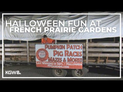 Halloween fun and pig racing at French Prairie Gardens
