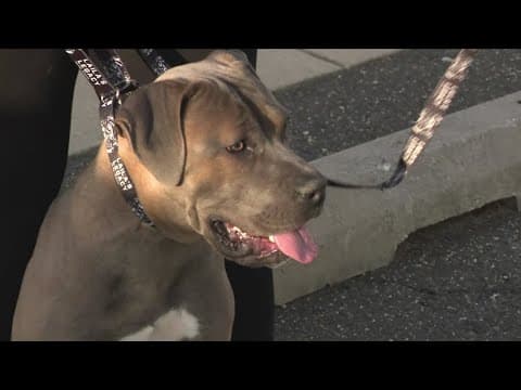 Adopt, don't shop! Prince George's County animal shelters are full but you can help these animals fi