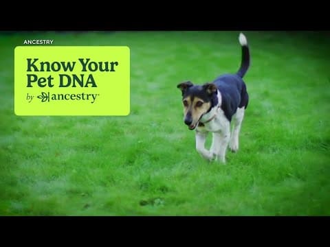 More people using DNA ancestry testing on their pets
