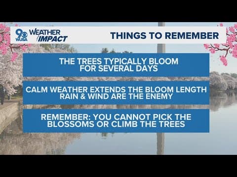 DC Cherry blossoms hit stage 5 but peak bloom could be days away