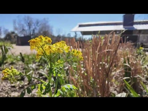 Allergy season in full force in Houston