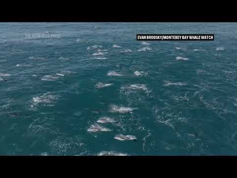 Super pod of thousands of dolphins spotted off California coast