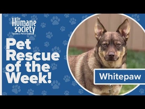 Pet Rescue of the Week: Whitepaw