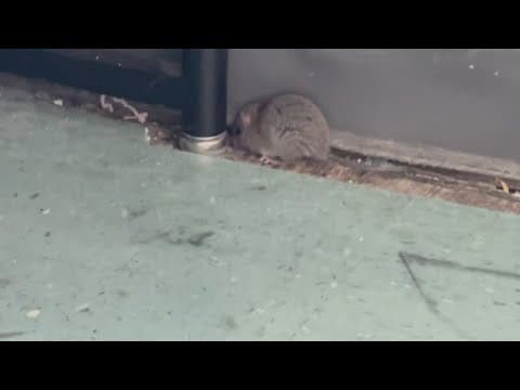 Rodent woes persist at Lanier Middle School as school year nears its end