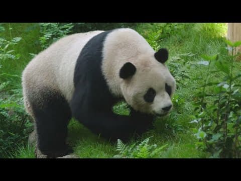 San Diego Zoo celebrates National Panda Day