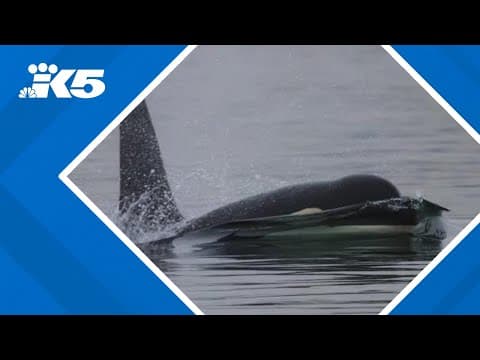 K pod orca last seen in July missing, feared dead