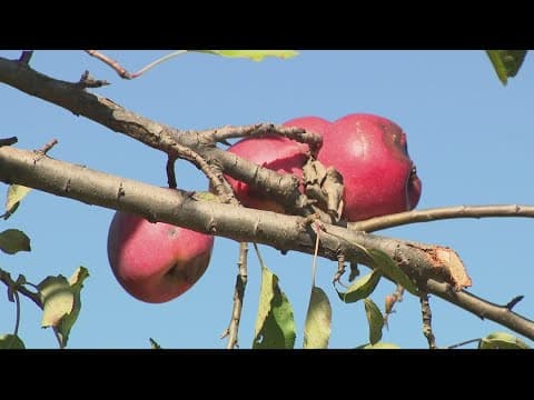 How apple growers are working to fight climate change