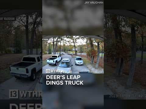Leaping deer damages pickup truck just as owner goes to sell it