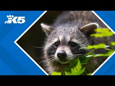 Rescued raccoon kits taken in by Pierce County wildlife park