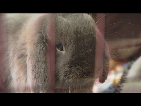 San Diego rabbit rescue targeted by suspected scammer