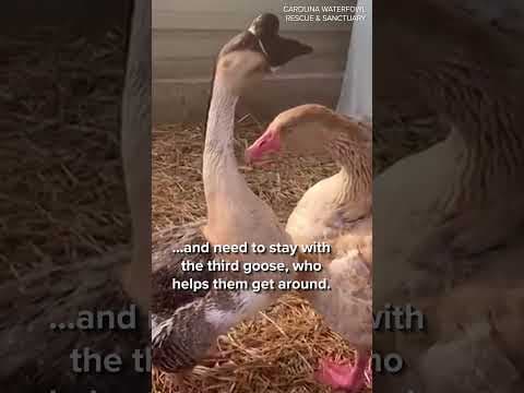 Blind geese looking for forever home