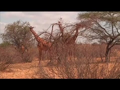 The San Diego Zoo Wildlife Alliance's conservation efforts in Kenya focus on coexistence