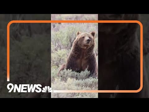 World’s Most Famous Grizzly Bear Dies at 28
