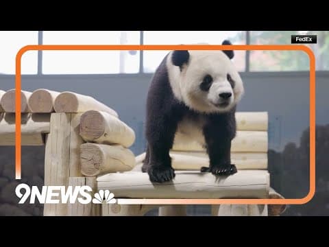Giant pandas arrive at Smithsonian's National Zoo