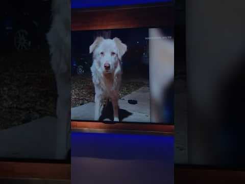 Stray Dog Recovering After Reportedly Being Shot in the Face