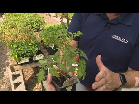Pat Sullivan's tips on how to take care of your tomato plants