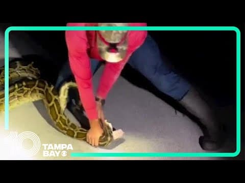 The longest-ever python to be captured gets caught in Florida