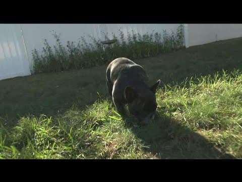 Minnesotans are renting out their backyards to dogs
