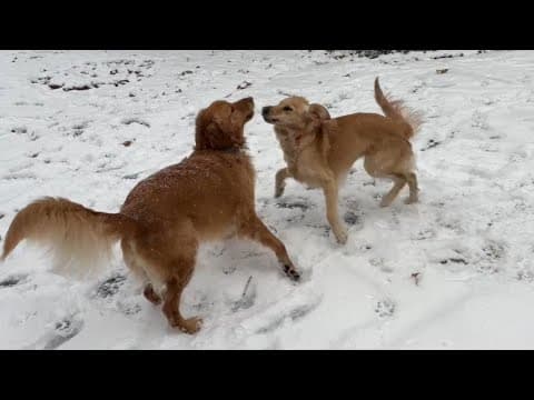 Jake and Luna playing in the snow