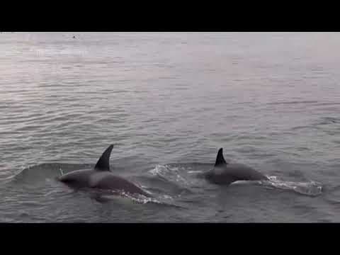 Caught on camera: Killer whale catches bird in Seattle