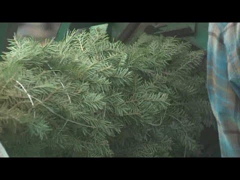 Ohio Department of Agriculture plans to send Christmas trees to soldiers overseas
