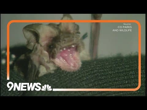 Denver warns of rabies after bats test positive