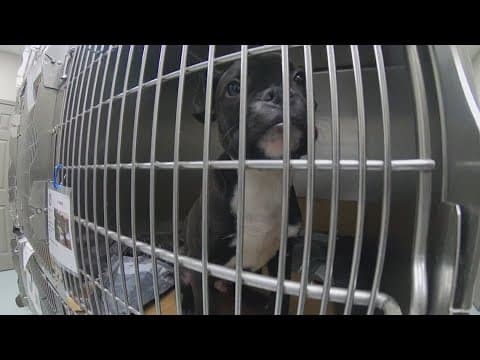 Pasadena Animal Shelter rebuilt after 2023 tornado destroyed it