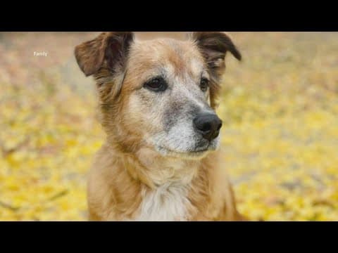 'No one felt safe to walk their dogs' | Falls Church community still shaken up after beloved dog kil