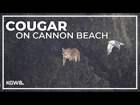 Cougar sighting on Haystock Rock leads to beach closure